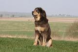 DOGUE DU TIBET 311